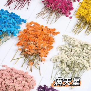 Gypsophila Gypsophila Dried Flower Embossed Flower Plant Specimen diy Gum Drops Handmade Material Children's Handmade Bookmark Greeting Card