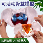动态女性腰椎骨盆骨骼模型关节可活动迷你小盆骨产康人体医用骨架