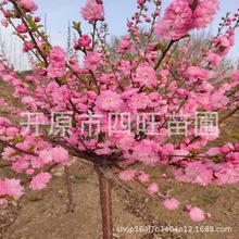 室外栽植耐寒红叶榆叶梅 丛生重瓣榆叶梅球 小桃红容器杯苗产地