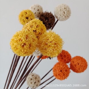 Dried Flower Passepartout Primary Color Maple Fruit Primary Color Cross Fruit Fruit Shell Christmas Decoration DIY Material Retro Weight Kilogram