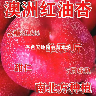 �Ә�����Ʒ�N���޴�t���Ә�������d�ͺ��ͺ�����Y���ϱ����Nֲ