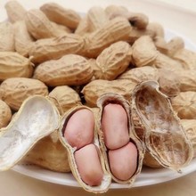 当季新货新鲜带壳花生干花生大花生农家自种晒干散装一件代发