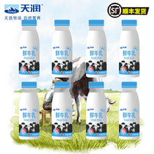 新疆鲜牛乳巴氏低温鲜牛奶儿童纯牛奶营养早餐奶245g*8瓶