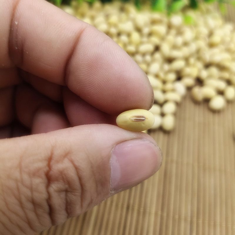 (미친손) 타원형 토종콩 2.5kg