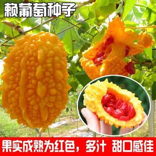 �ļ�ˮ��С�]�ϷN�� ����ه�]���ѽ����С�]���ѿ���߲˷N�Ѽ�