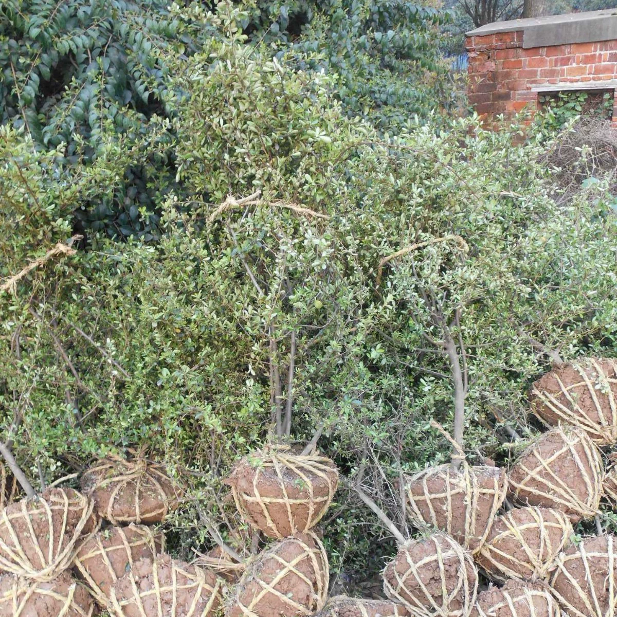 Долгосрочные оптовые поставки садовых кустарников серии Firethorn отличного качества по доступным ценам.