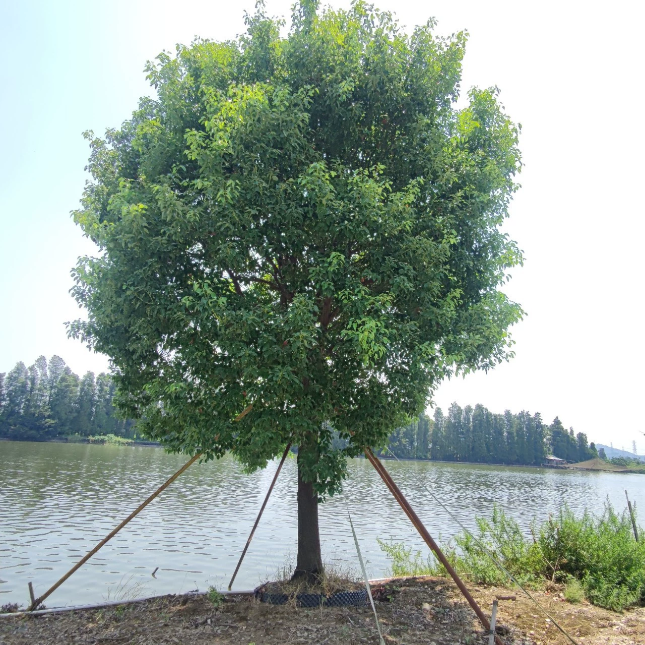 2209 База поставляет полностью коронное камфорное дерево с диаметром 20-30 см