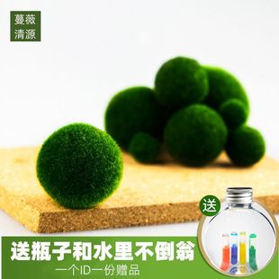 �Ҹ�������marimo΢���^���Bƿˮ��ֲ����������ֲ��ˮ���Gֲ���]