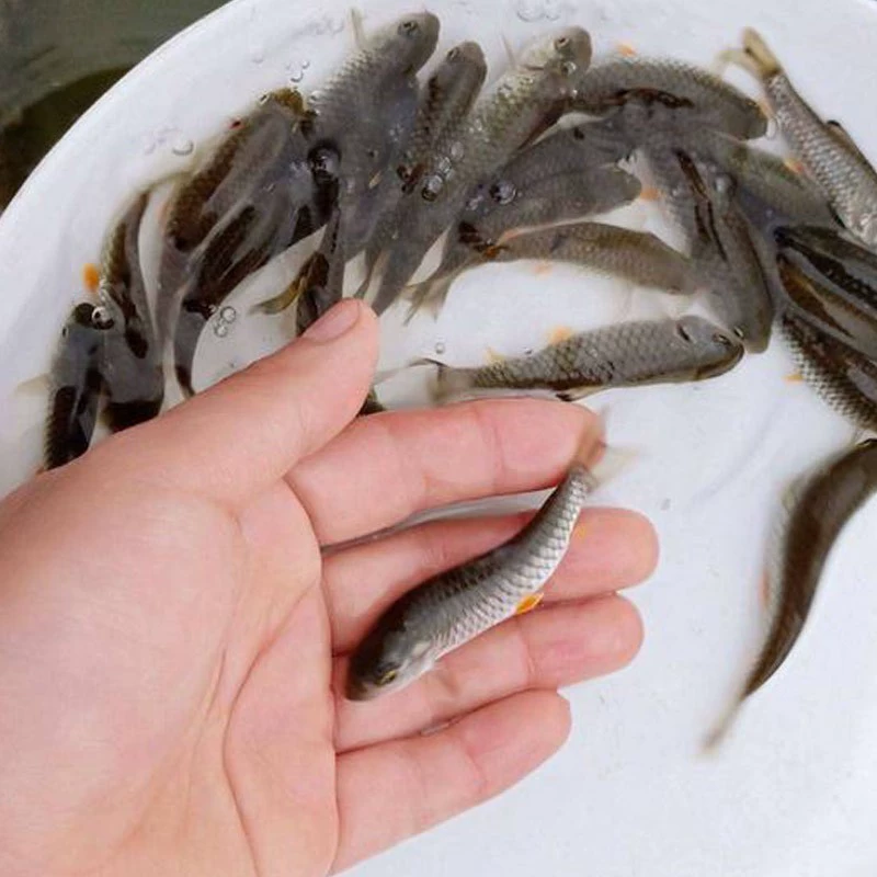 Ф fry ХарИ?