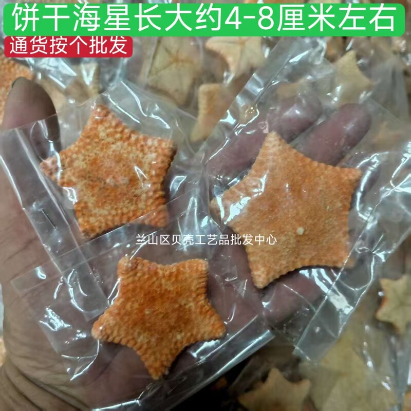 天然ヒトデ各種、人気の天然ヒトデの壁掛け飾り、装飾ステッカー、工芸品、アクセサリー、置物、標本コレクション|undefined