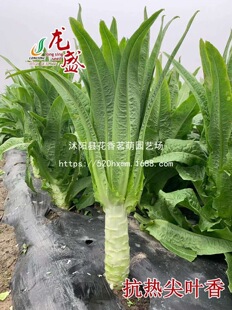 �t�n�S�N�Ӵ��ﶬ�����~�ϼtƤ�����n�ķN���ͺ������߲˷N��