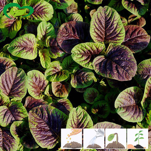 �t�A�~�{�˷N�� �r��ˈ@���ļ������������L���ͳ�̦�{���߲���