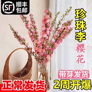 һ�����l�r���������ѩ���r֦�t÷ˮ��ֲ�ﻨ�������҃ȼ��ò廨
