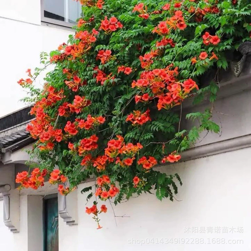 Вьющиеся виноградные лозы Lingxiao саженцы США Lingxiao горшечные растения оптом наземные растения и другие украшения вьющиеся виноградные цветущие растения полный размер и спецификации