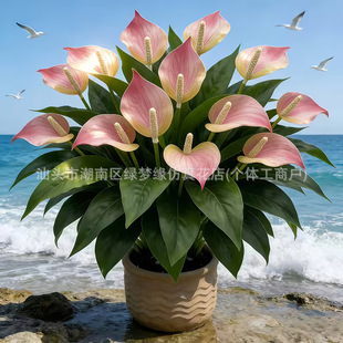 �羳temu���滨һ���L혷����҃ȑ����Y�������컨�bGֲ����