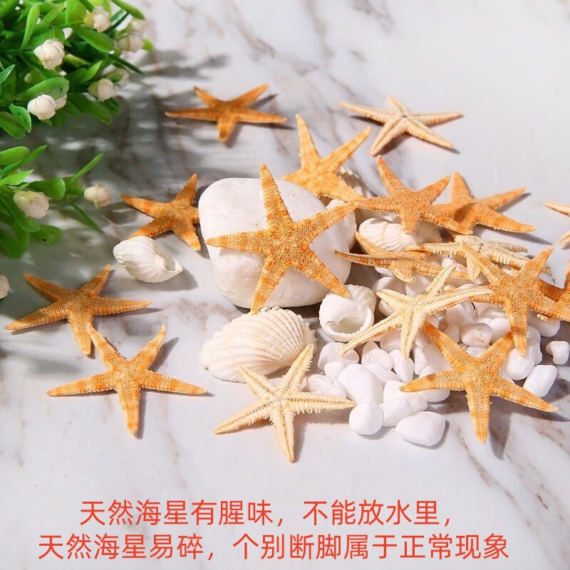 Conch Shell Natural Starfish DIY Handmade Material Decoration Pendant Steamed Bread Overlord Five Fingers Real Starfish Conch Shell Natural Starfish DIY Handmade Material Decoration Pendant Steamed Bread Overlord Five Fingers Real Starfish