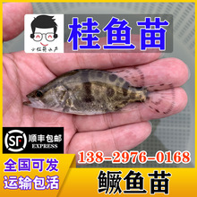 桂花鱼 桂花鱼品牌 图片 价格 桂花鱼批发 阿里巴巴