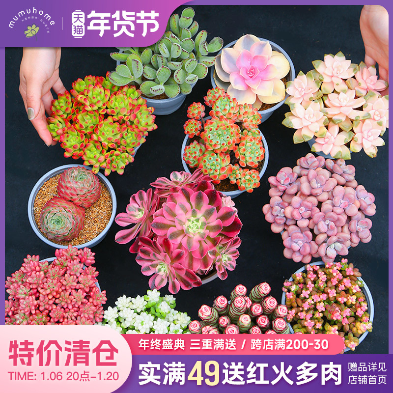 6颗造型独特大尺寸多头老桩多肉植物套餐花卉云南基地直发无品牌