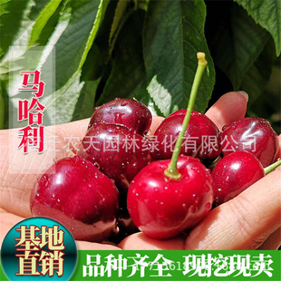 �t��������܇���Ә��簫�����Ԯ���Y���ϱ����Nֲ�ش���ҹ����m