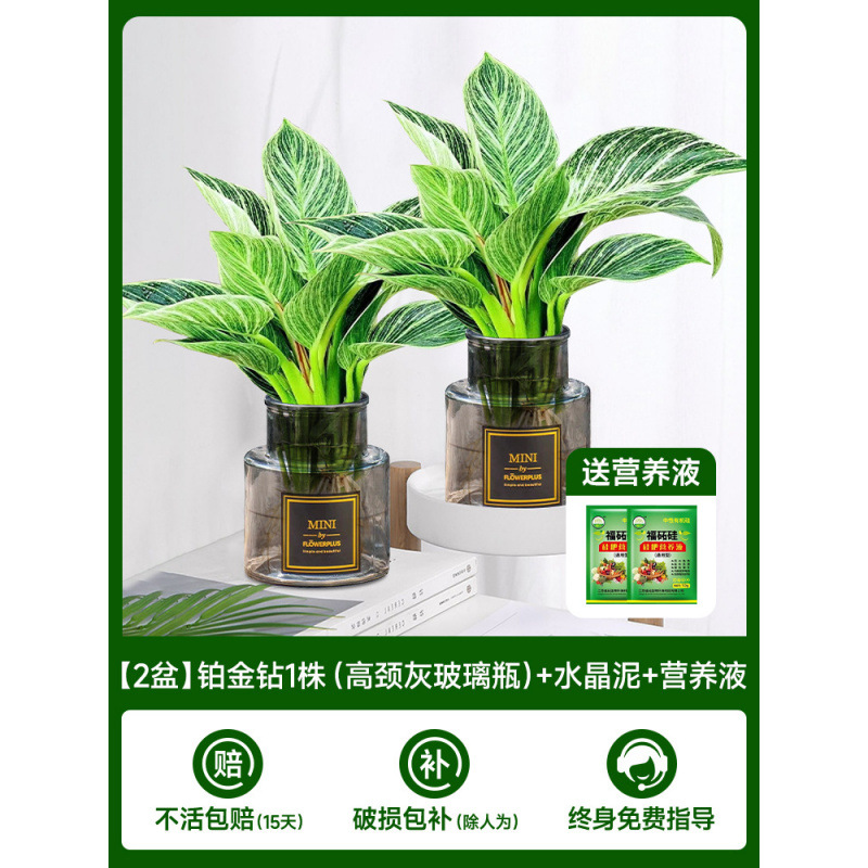 [주인 추천] [화분 2개] 플래티넘 다이아몬드 1개(하이넥 그레이 유리병) + 크리스탈 머드 + 영양액 2개