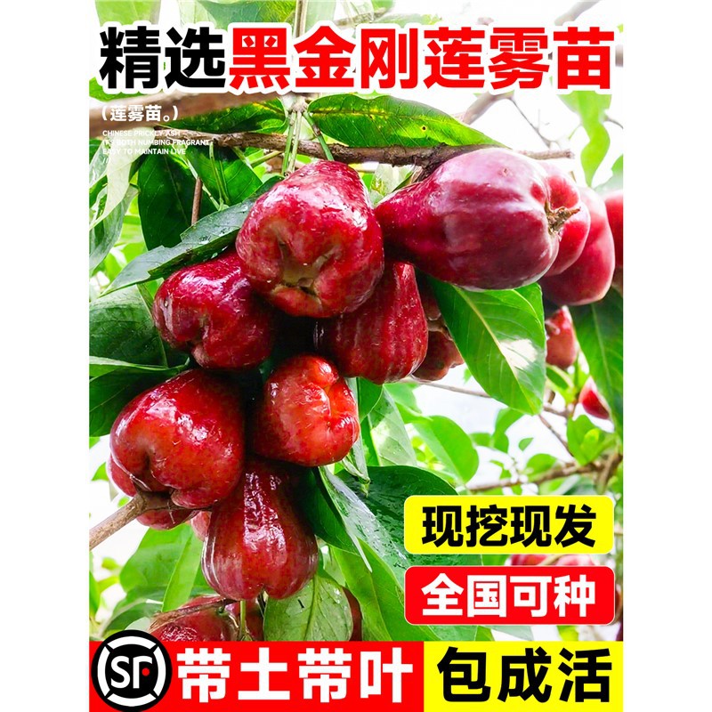 黑金刚莲雾树苗黑糖芭比嫁接果树苗新品种大叶红台湾莲雾当年结果
