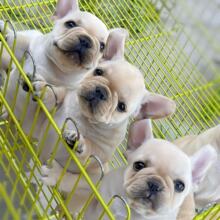 纯种法斗幼犬活体双血统法牛短毛小型犬家养伴侣犬玩赏犬宠物狗