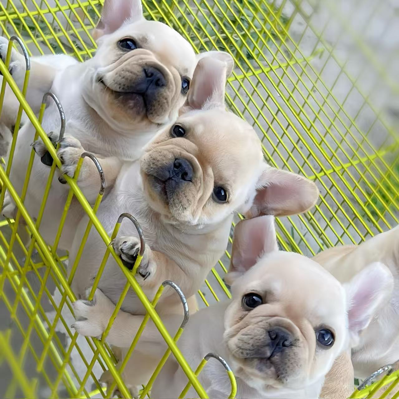 纯种法斗幼犬活体双血统法牛短毛小型犬家养伴侣犬玩赏犬宠物狗