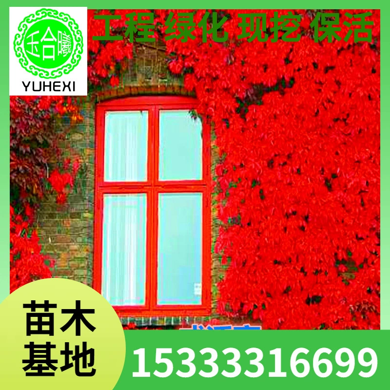 Оптовые рассада вьющихся растений для облицовки стен, затенения деревьев, охлаждения, зеленения стен, виноградных лоз, деревянных пятилистных растений для покрытия почвы для северных и южных регионов.