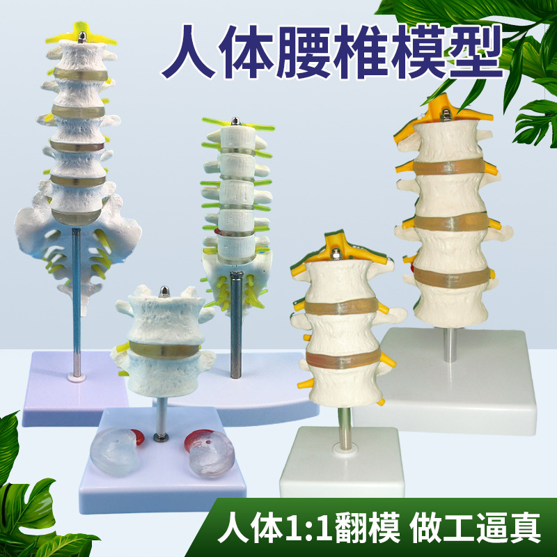 �����׵������ģ�� ����ģ�� ���ģ�� �������ģ�� �ɹ�׵����