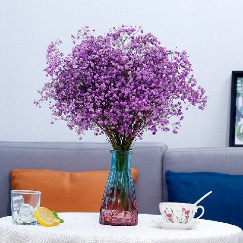 보라색 안개꽃-꽃병 없음