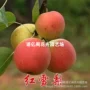 种植庭院地栽盆栽梨树苗