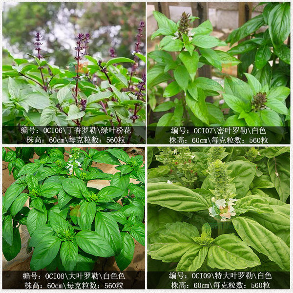 Xiangluo plant seeds Lee seed nine -story tower flower seed balcony…