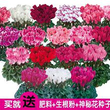 进口仙客来种子 四季开花绿植 兔耳花籽 5粒装