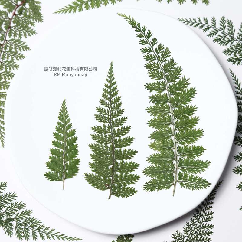 Fern Embossed Real Leaves, Black Fern, Rock Fern, Wolf Tail Fern, Dried Flower Embossed Bookmark, Handmade Sticker, DIY Plant Specimen