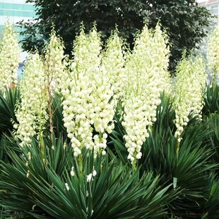 ���l����N�ӾGֲ���̇�����N�ӾG�����ݷN��