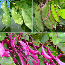蔬菜紫眉豆种子早熟扁豆荷兰豆籽种高产四季豌豆梅豆角红边眉豆