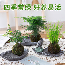 苔藓球小盆栽水培植物迷你小盆栽办公室内文竹菖蒲茶几桌面盆景