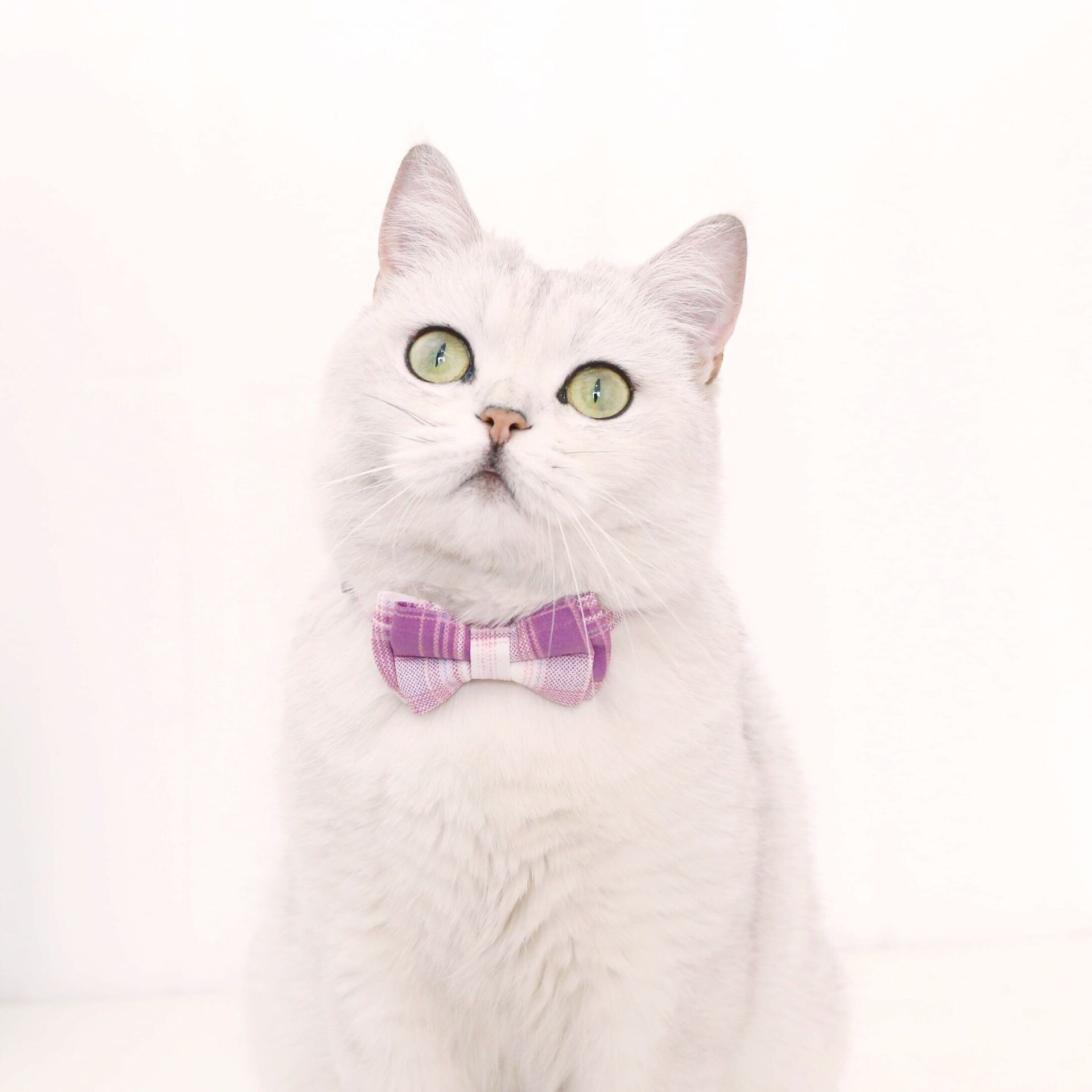 Comercio exterior mascotas gatos perros campana ajustable a rejilla rayas británicas arco corbata desmontable collar de nylon