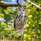 2023 New Cross-border Hanging Decoration Owl American Bald Eagle Home Courtyard Garden Decorations Hanging Ornaments