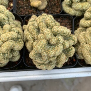 ��~�Y�� �����ƶ���ֲ������������