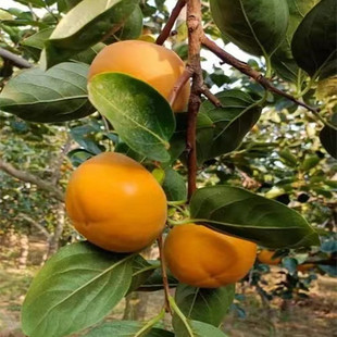 �޽Ӵ��������ؑc������ �Ĵ� �������F�����������������