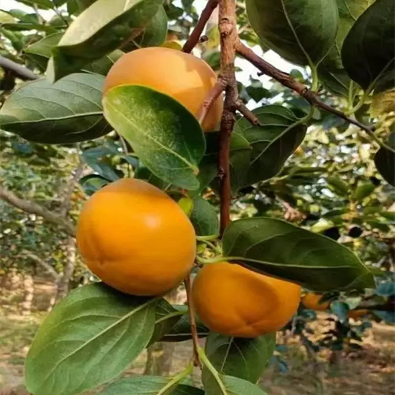 嫁接脆柿子苗重庆柿子苗 四川 柿子苗贵州柿子苗云南柿子苗