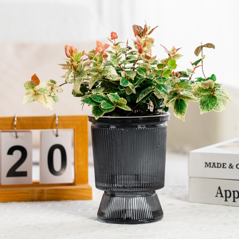 Imitation glass transparent hydroponic vase self-priming water and soil pot living room flower arrangement flowers rich bamboo rose hydroponic bottle