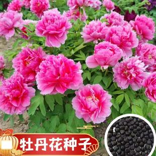 Double-Petaled Peony Seeds, Peony Seeds, Peony Seeds, Peony Flower Seeds That Bloom All Year Round, Easy to Grow in All Seasons