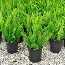 ��β���T�����Դ����҃����̨ͥԺ�ļ������͟��β���滨��ֲ��