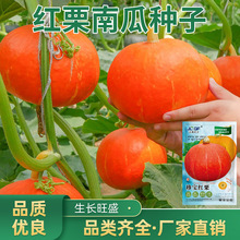 红栗南瓜种子 红蜜板栗贝贝南瓜种籽红栗南瓜种子春秋香甜糯南瓜