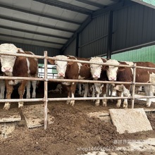 养殖西门塔尔牛 肉牛多少一头改良西门塔尔肉牛小牛犊 广西养牛