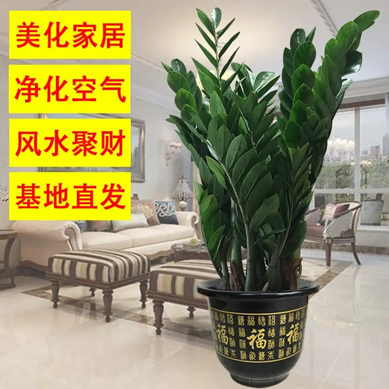 Money Tree Potted Plants, Indoor Florals, Large Living Room, Easy to Grow Green Plants, Big Money Strings to Attract Wealth, Small Fortune Tree Money Tree Potted Plants, Indoor Florals, Large Living Room, Easy to Grow Green Plants, Big Money Strings to Attract Wealth, Small Fortune Tree