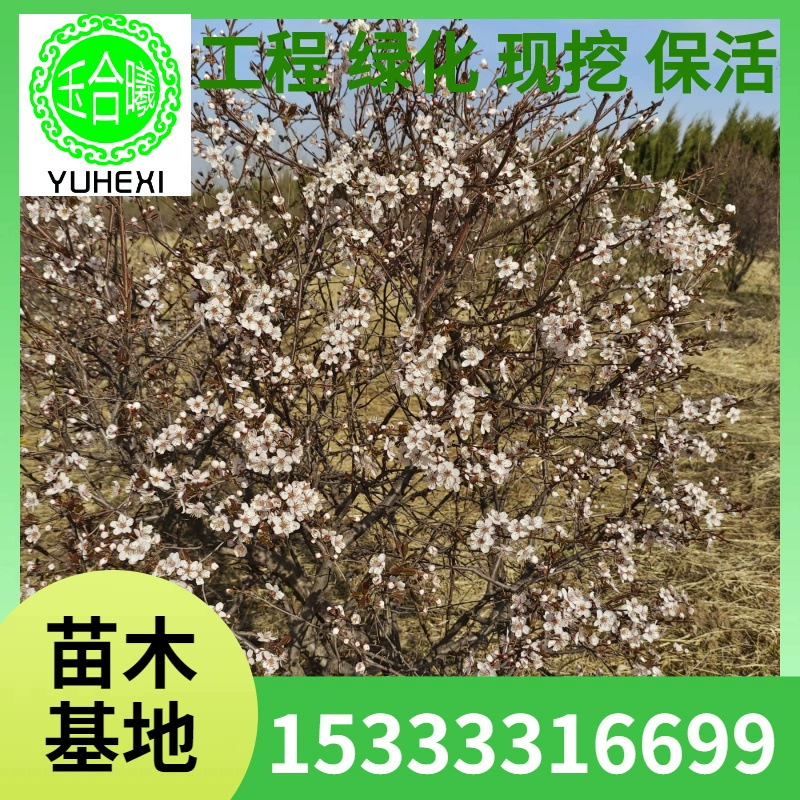 Шарик из красной сливы с красными листьями, деревянный шарик из красной сливы, завод по выращиванию саженцев, красочный шарик из листьев дерева