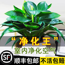 铂金钻盆栽绿萝花卉植物室内花水培办公室绿植多肉好养发财树桌面